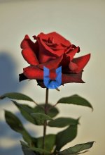 59d0f65a68f9bb0af785b921c4a8c694.jpg