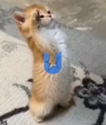 1783682547084.png