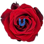 изображение_2026-07-10_222443497.png