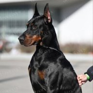 liludoberman
