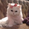 Kathy Lestrange