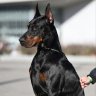 liludoberman